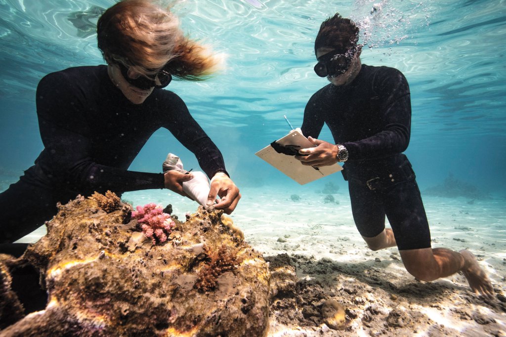The Coral Gardeners are rewilding the oceans, one reef at a time