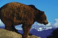 bear new hampshire smoking