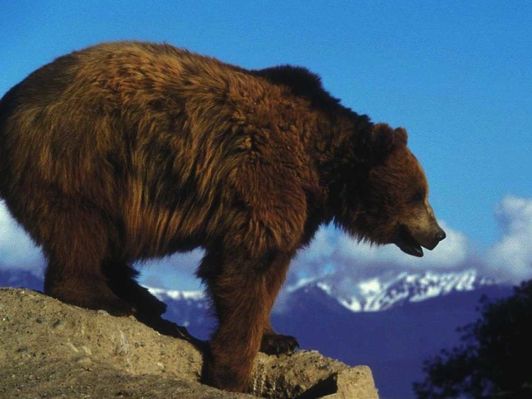 bear new hampshire smoking