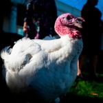 turkey