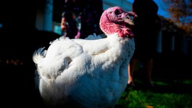 turkey