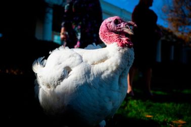 turkey