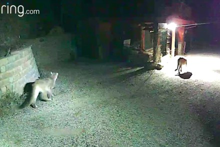 ring doorbell cameras