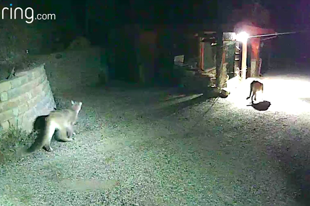 ring doorbell cameras