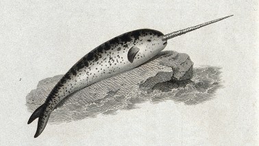 narwhal