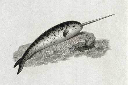 narwhal