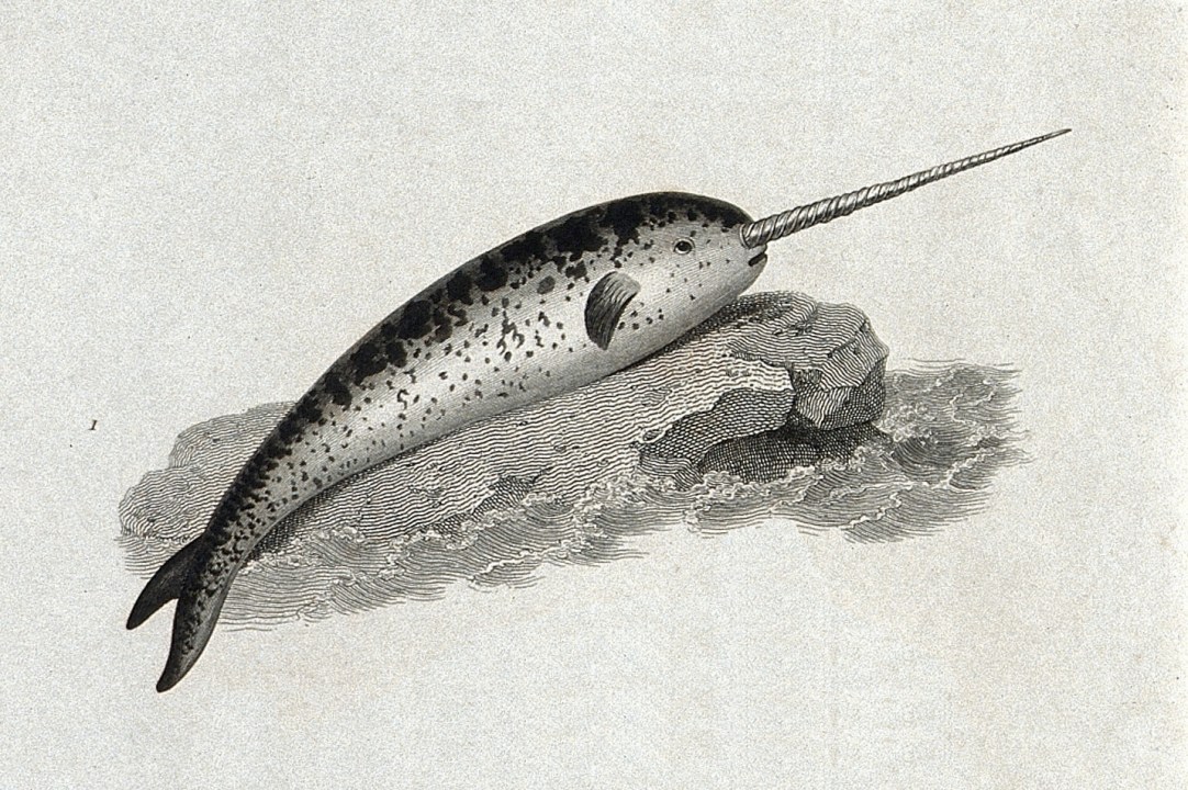 narwhal