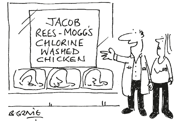 Chicken 6