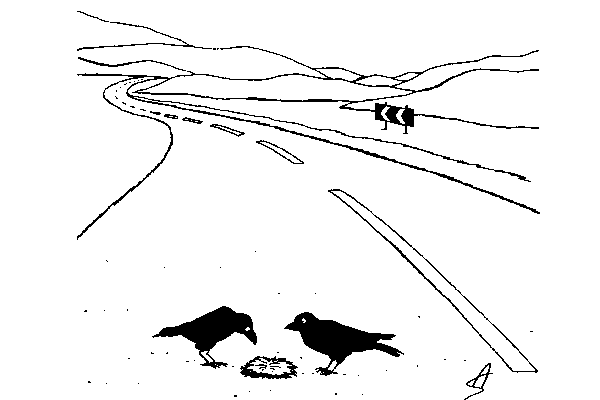 Damn Thats Not Roadkill Thats A Toupee