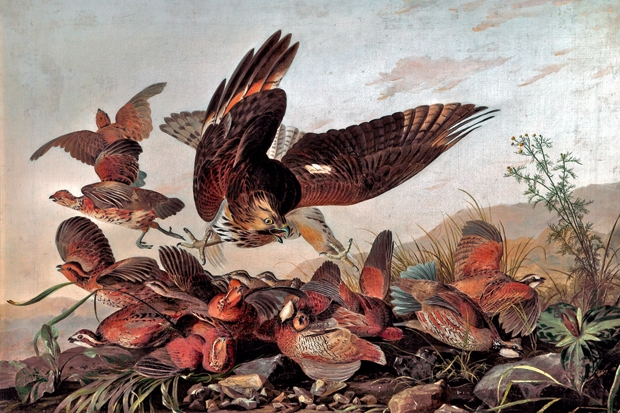 Painted, sculpted and stuffed: a history of the bird in art | The