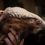 pangolins WHO