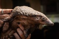 pangolins WHO