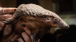 pangolins WHO