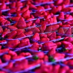 strawberry