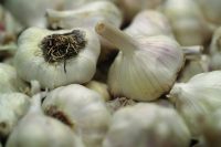 garlic