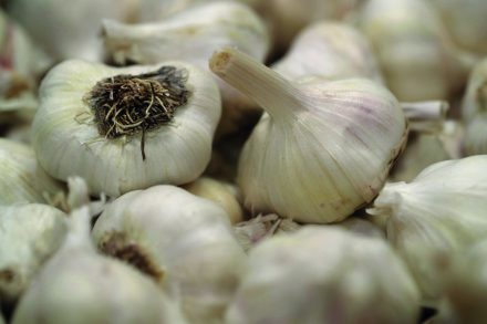 garlic