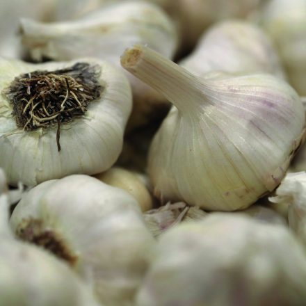 garlic
