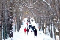 new york christmas digby dent