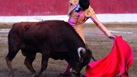 bullfighting