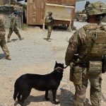 A US army soldier and military dog keep watch in Afghanistan (Getty Images)