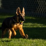 commander biden dog major cat