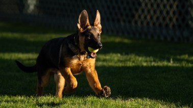 commander biden dog major cat