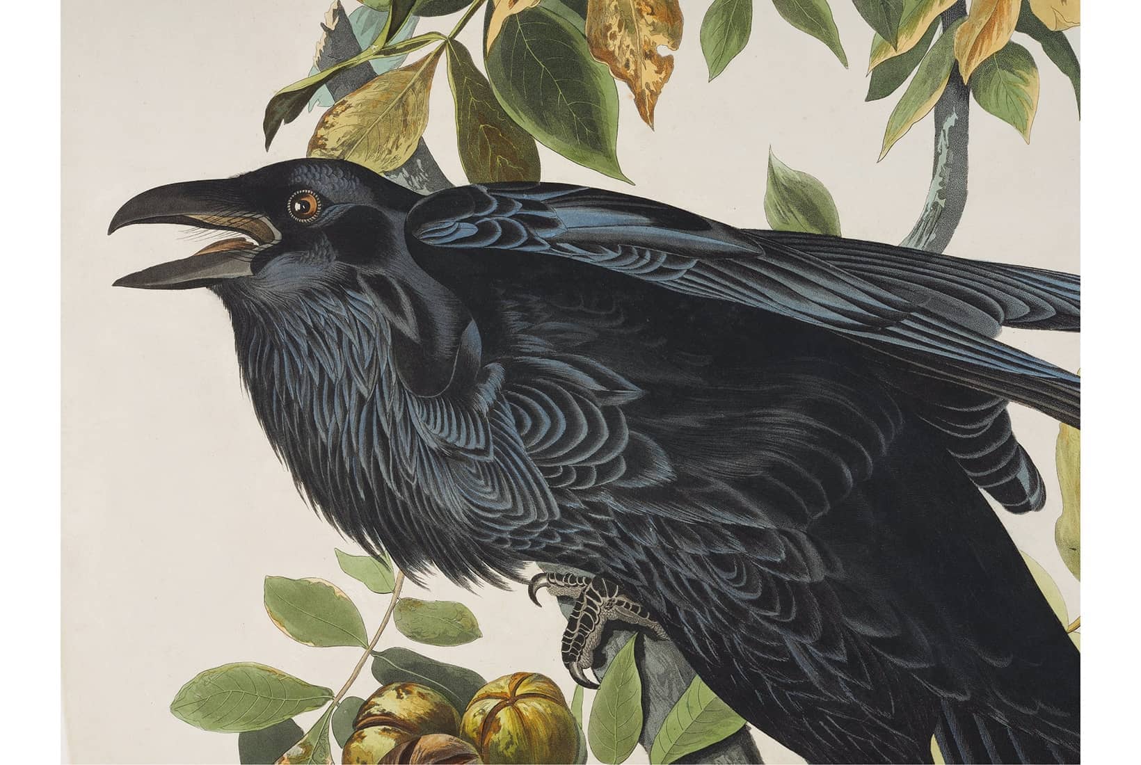 アート・デザイン・音楽 BIRDS and their World John Andrews It's a miracle this exhibition even exists: Audubon's Birds of