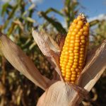 corn