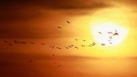 birds
