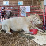 cow iowa state fair
