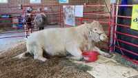 cow iowa state fair