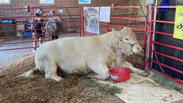 cow iowa state fair