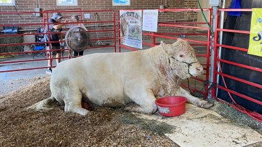 cow iowa state fair