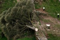 sycamore gap tree