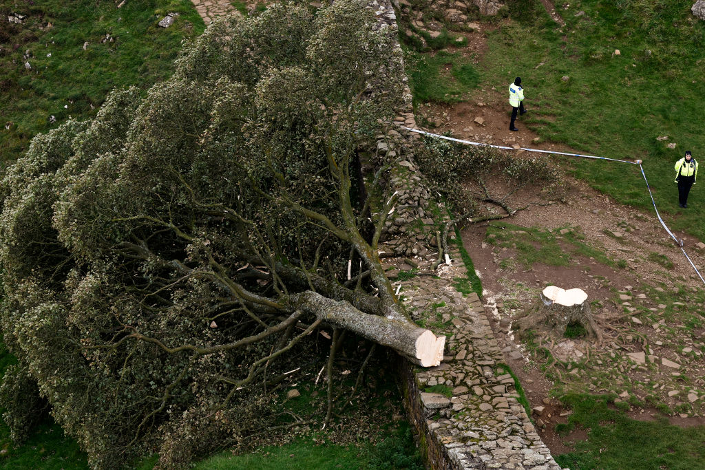 sycamore gap tree
