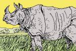 rhinos