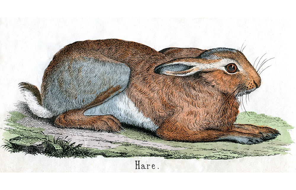 Hare Hare CD コレクション 58枚まとめ売り！ The hare-raising experience that changed my life | The Spectator