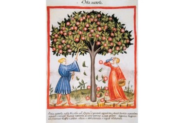 apple
