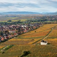 alsatian wine