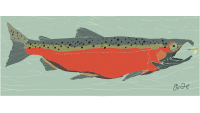 salmon