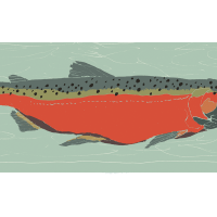 salmon