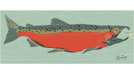 salmon