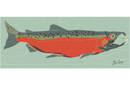salmon