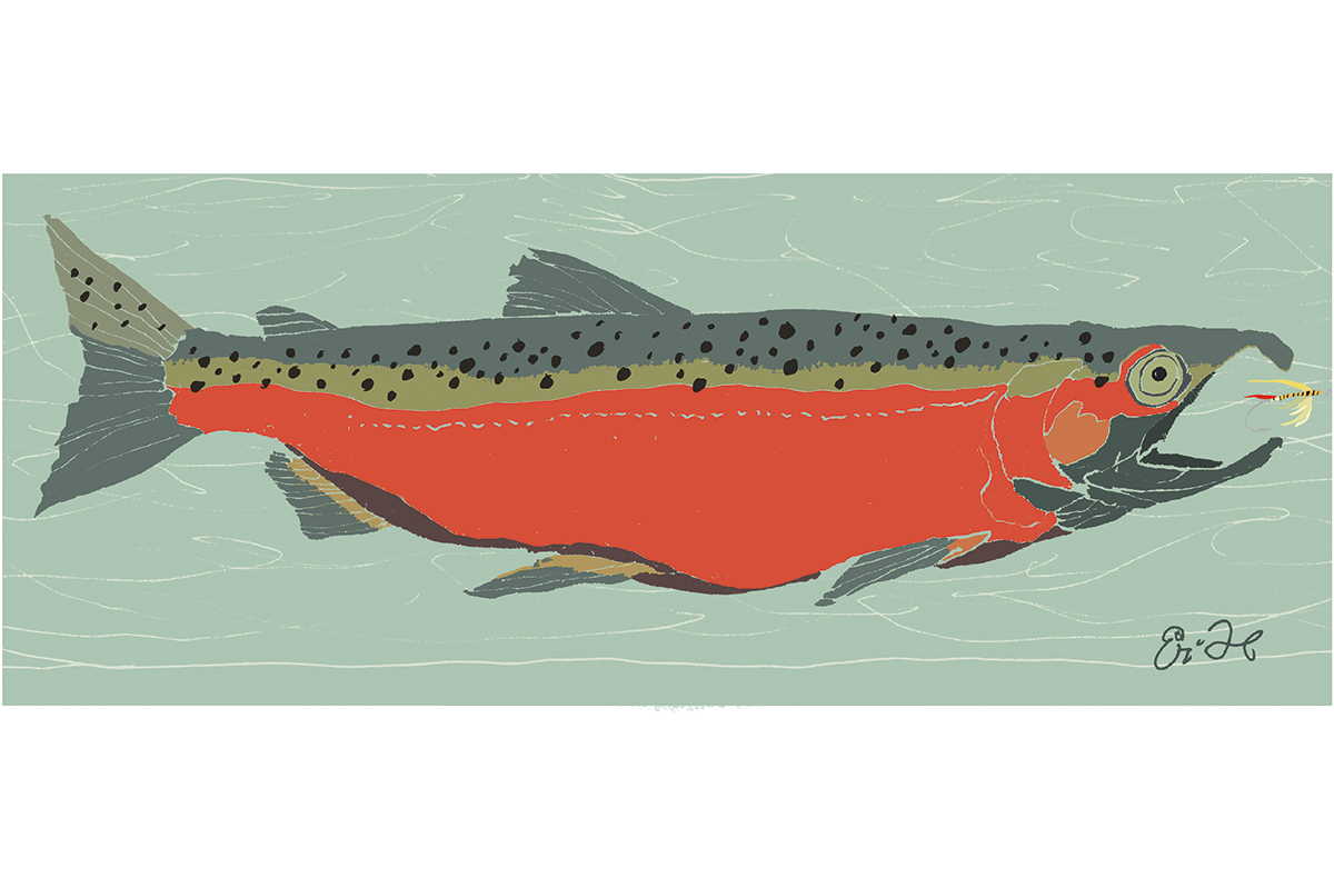 salmon