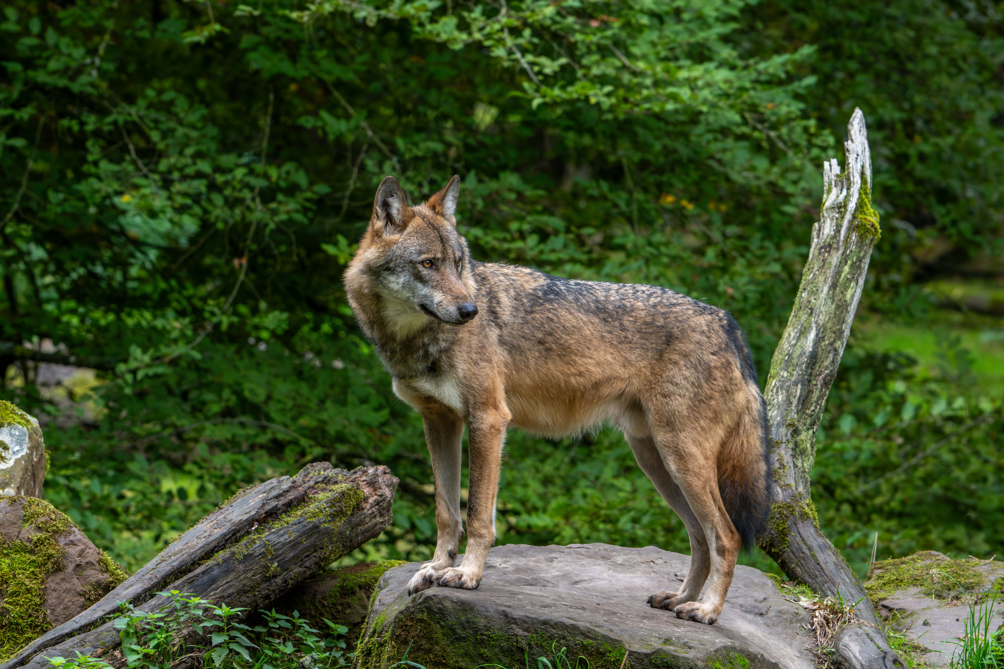 Europe’s wolf wars: A conservation success story under fire