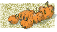 pumpkins