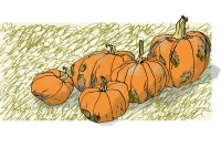 pumpkins