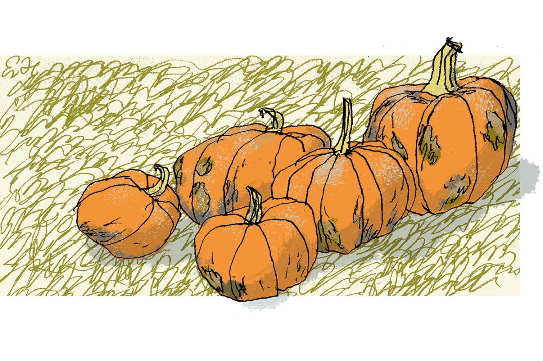 pumpkins