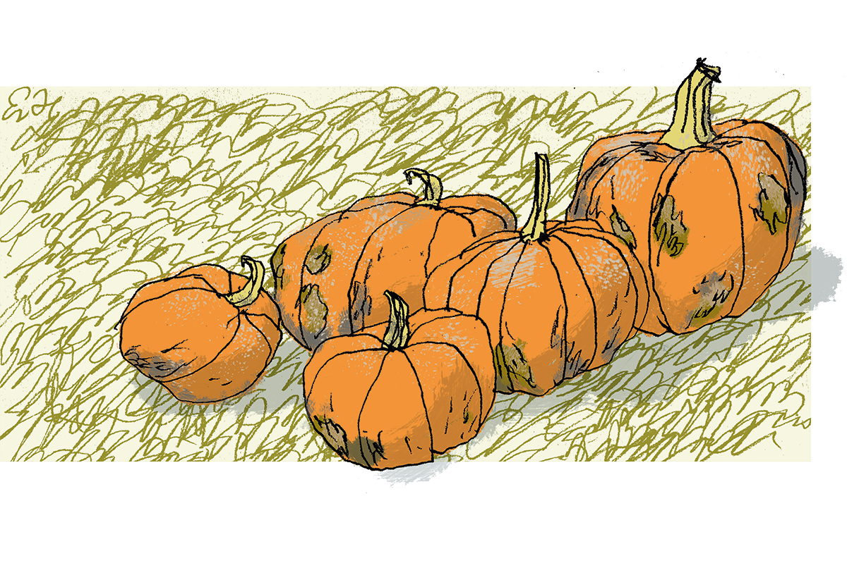 pumpkins