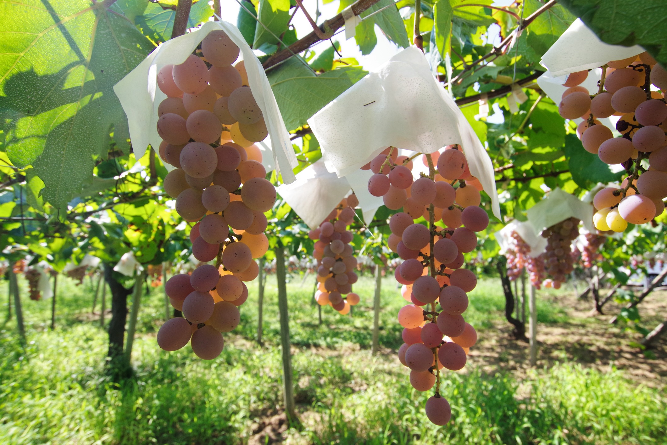 Japan, the land of the rising wine industry